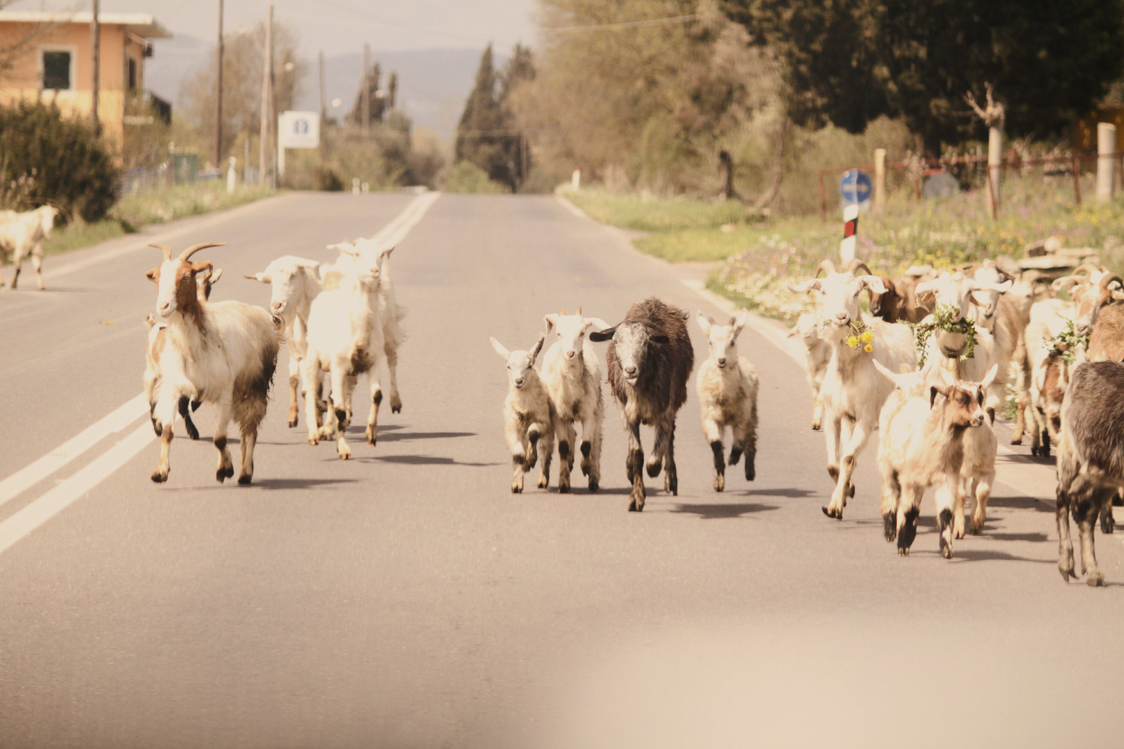 ziegen, Croatien