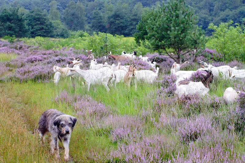 Ziegen erhalten die Heide