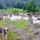 Ziegen erhalten die Heide