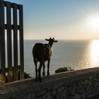 Ziegen haben auch Romantik :)