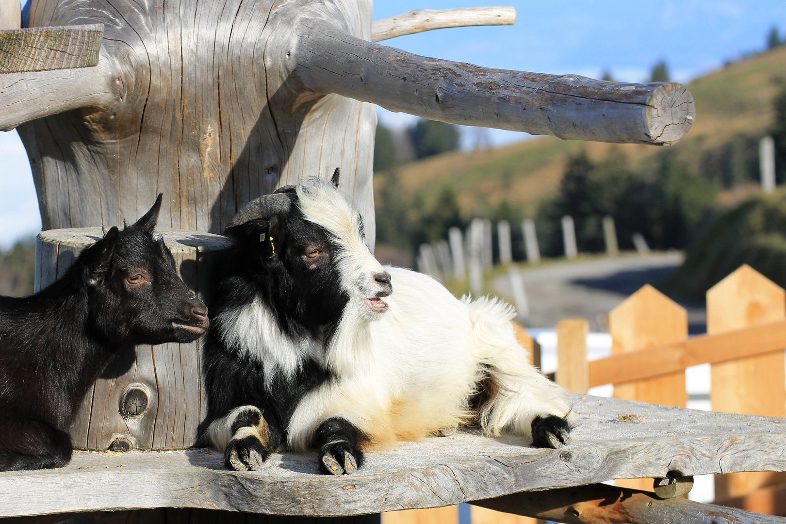 Ziegen im Appenzell