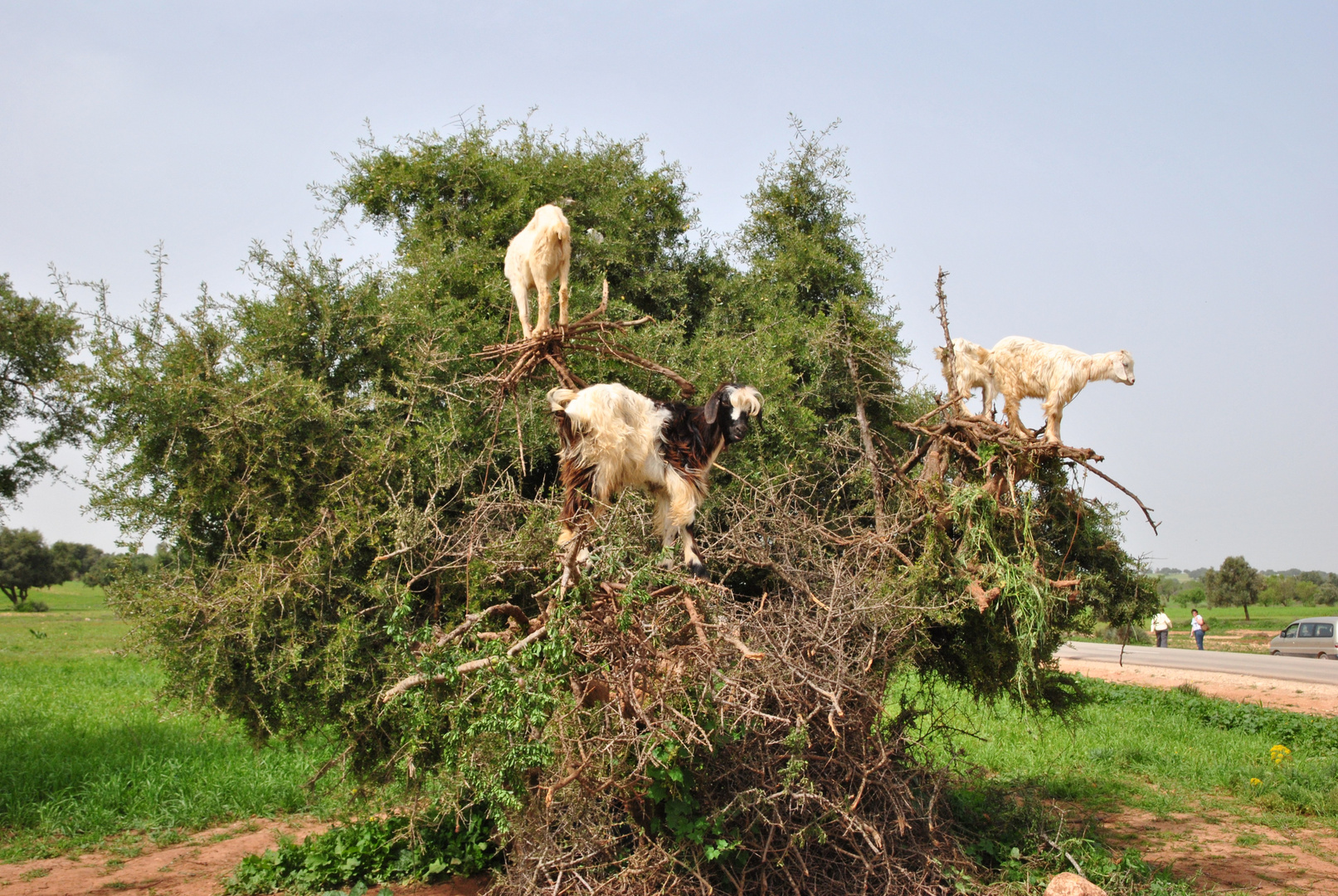 Ziegen im Geäst eines Arganienbaumes