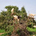 Ziegen im Geäst eines Arganienbaumes