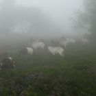 Ziegen im Geisterwald