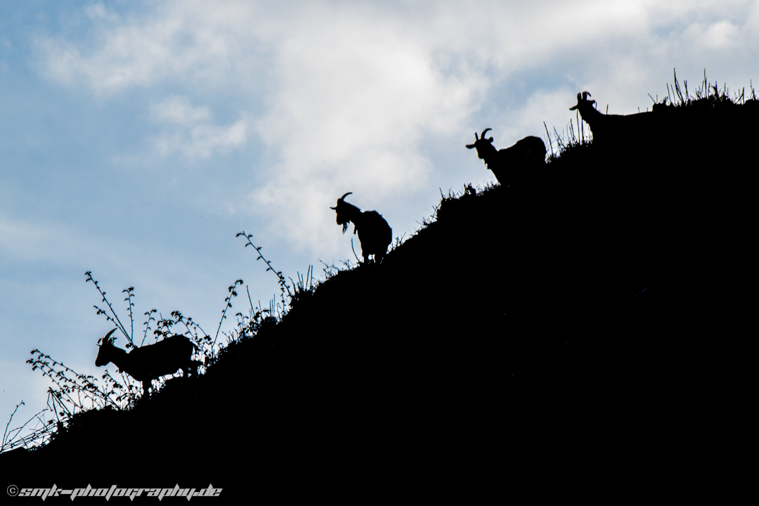 Ziegen im Licht an der Lindenfelser Burg