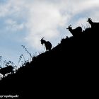 Ziegen im Licht an der Lindenfelser Burg