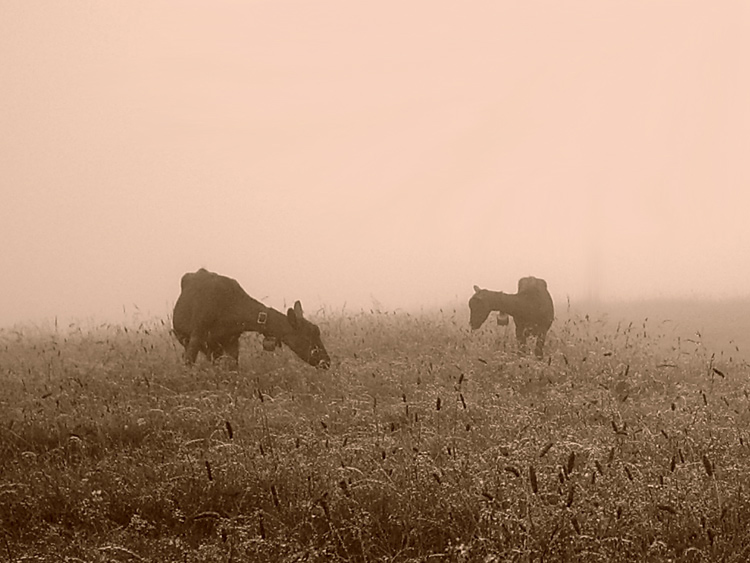 "Ziegen im Nebel"