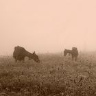 "Ziegen im Nebel"