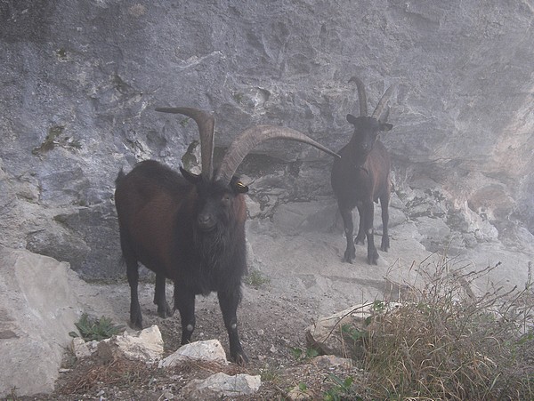 Ziegen im Nebel