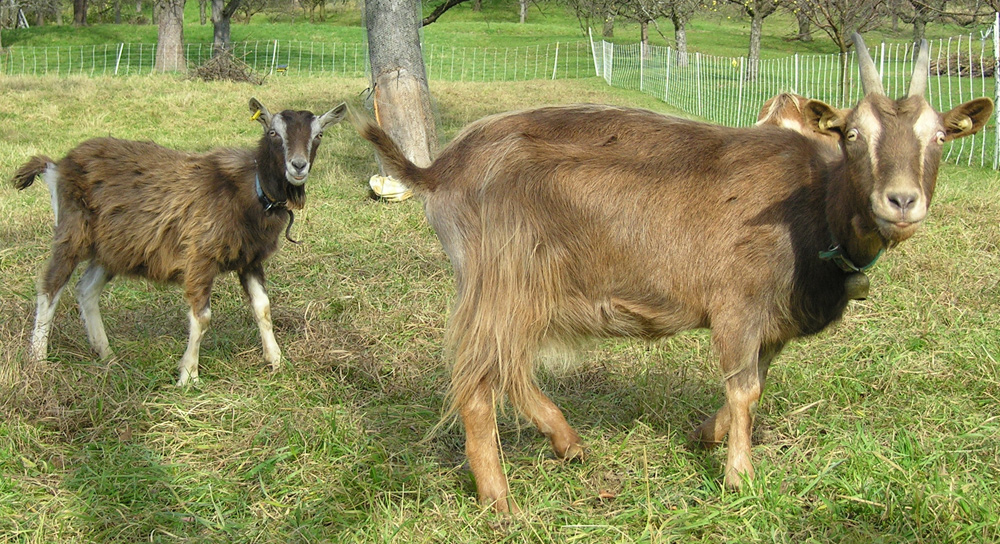 Ziegen im Neidlinger Tal