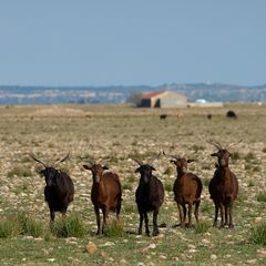 Ziegen in der Crau d'Arles