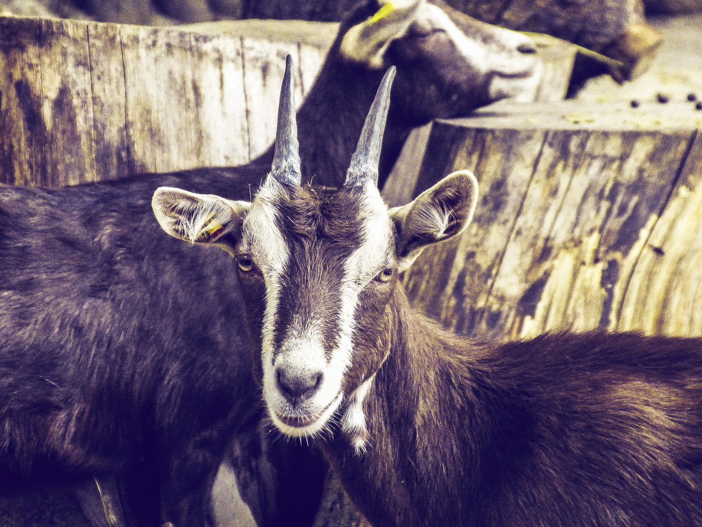 Ziegen in der Senftenberger Zoo