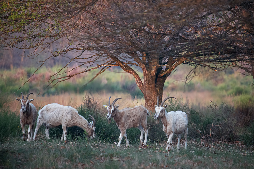 Ziegen in der Wahner Heide