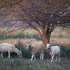 Ziegen in der Wahner Heide