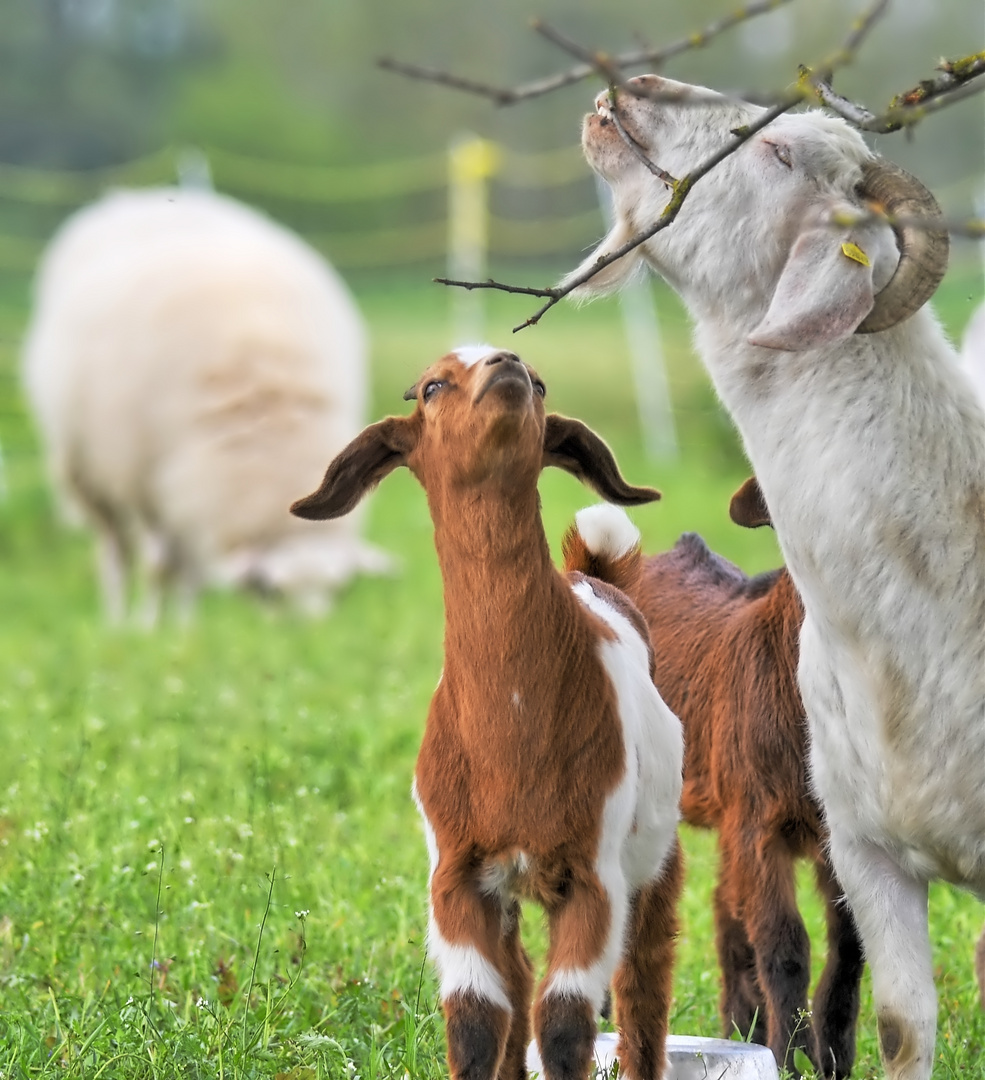 Ziegen knabbern am Zweig