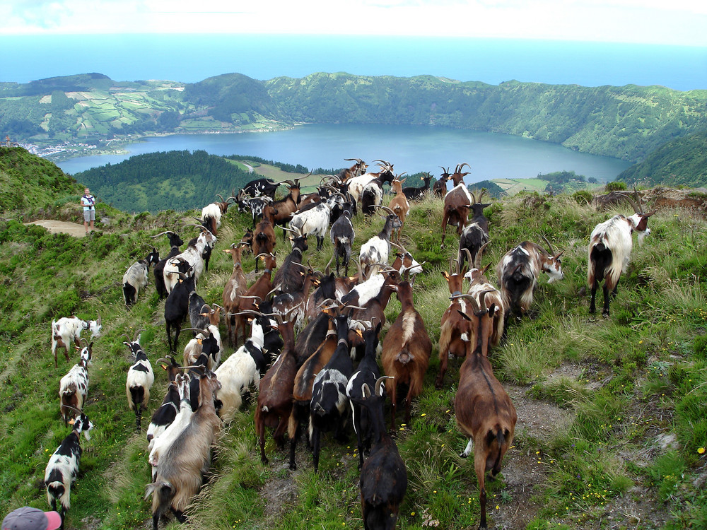 Ziegen oberhalb eines Kratersees der Azoren