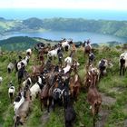 Ziegen oberhalb eines Kratersees der Azoren