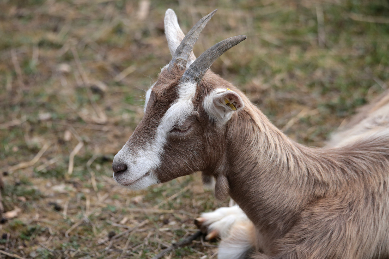 Ziegen Portrait