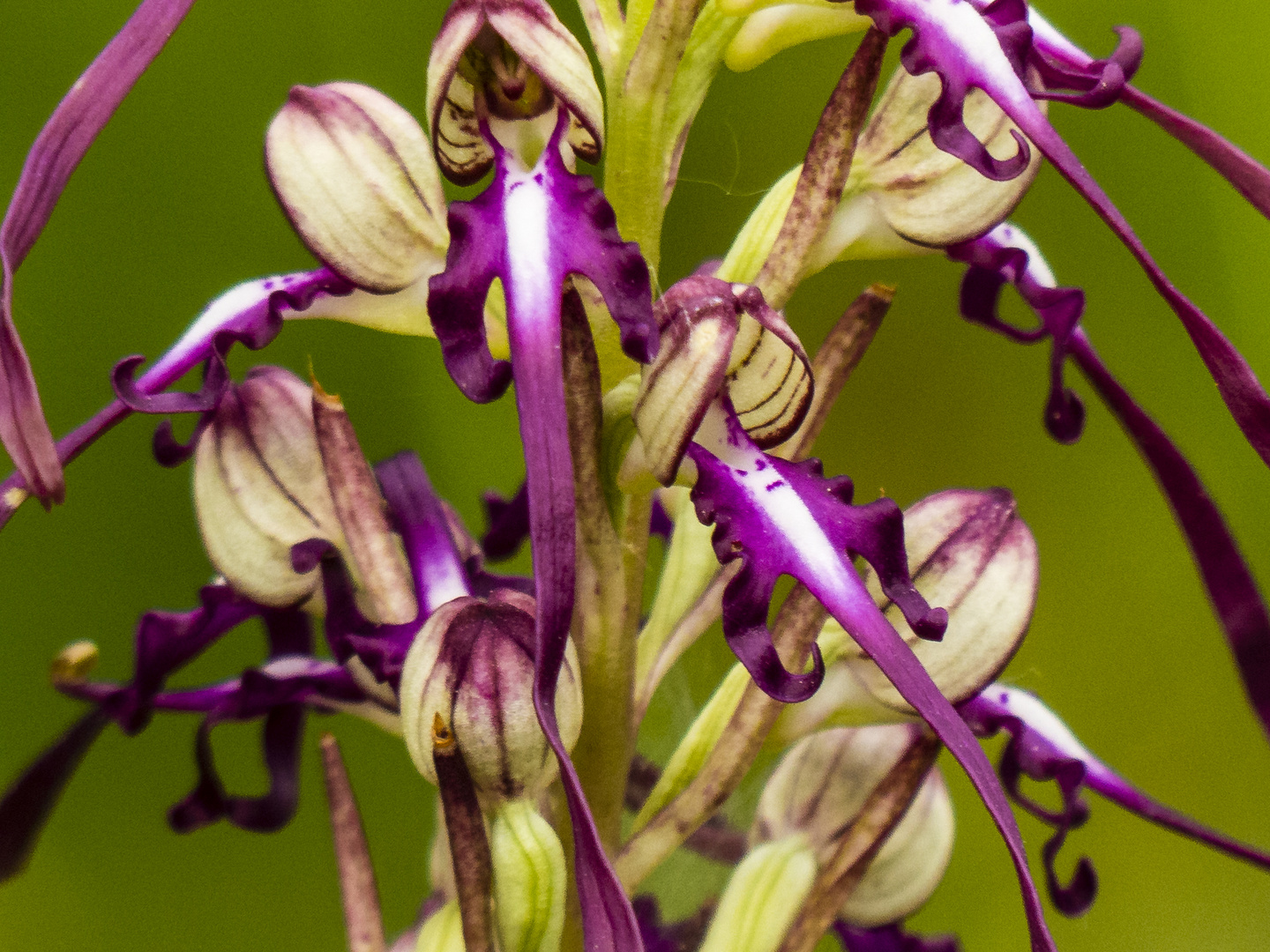 Ziegen-Riemenzunge (Himantoglossum caprinum)