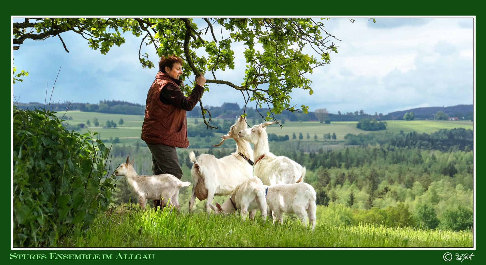 Ziegen- Stures Ensemble im Allgäu