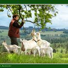 Ziegen- Stures Ensemble im Allgäu