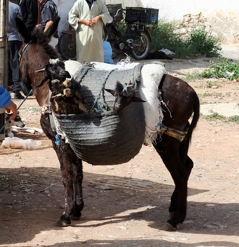 Ziegen-Transport