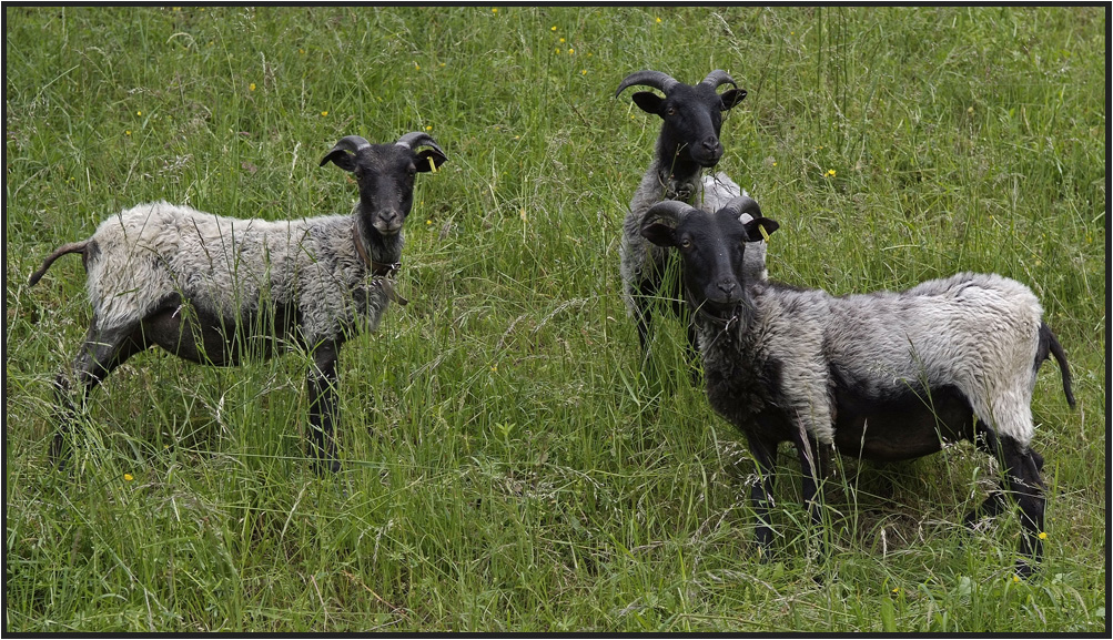 ZIEGEN TRIO