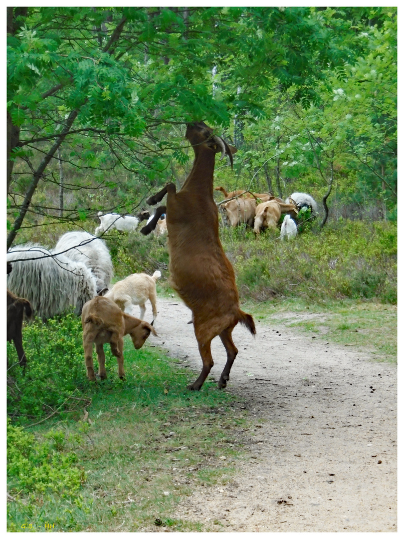 Ziegen und Schafe... Foto & Bild tiere, landschaft, lebensräume Bilder auf