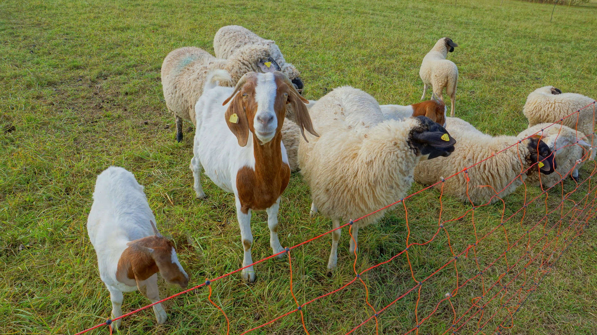 Ziegen und Schafe (cabras y obejas)