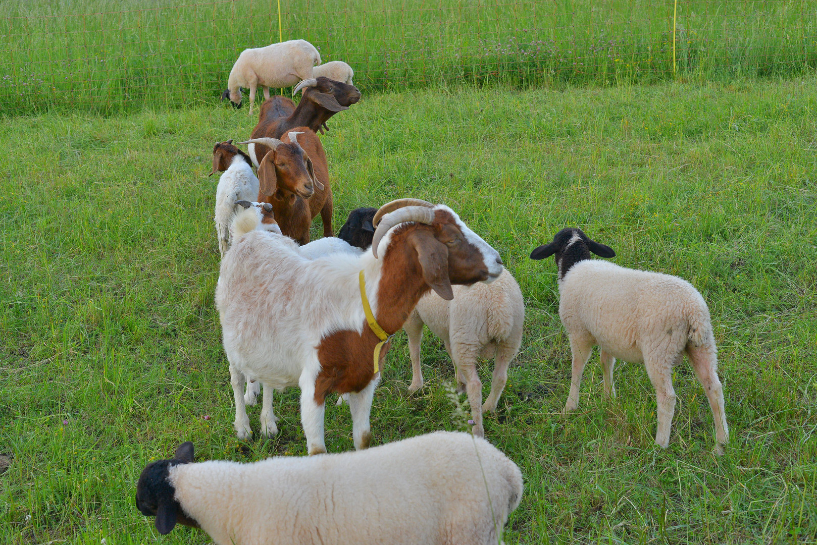 Ziegen und Schafe (cabras y ovejas)