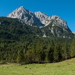 Ziegen unterm Wetterstein