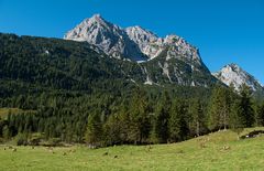 Ziegen unterm Wetterstein