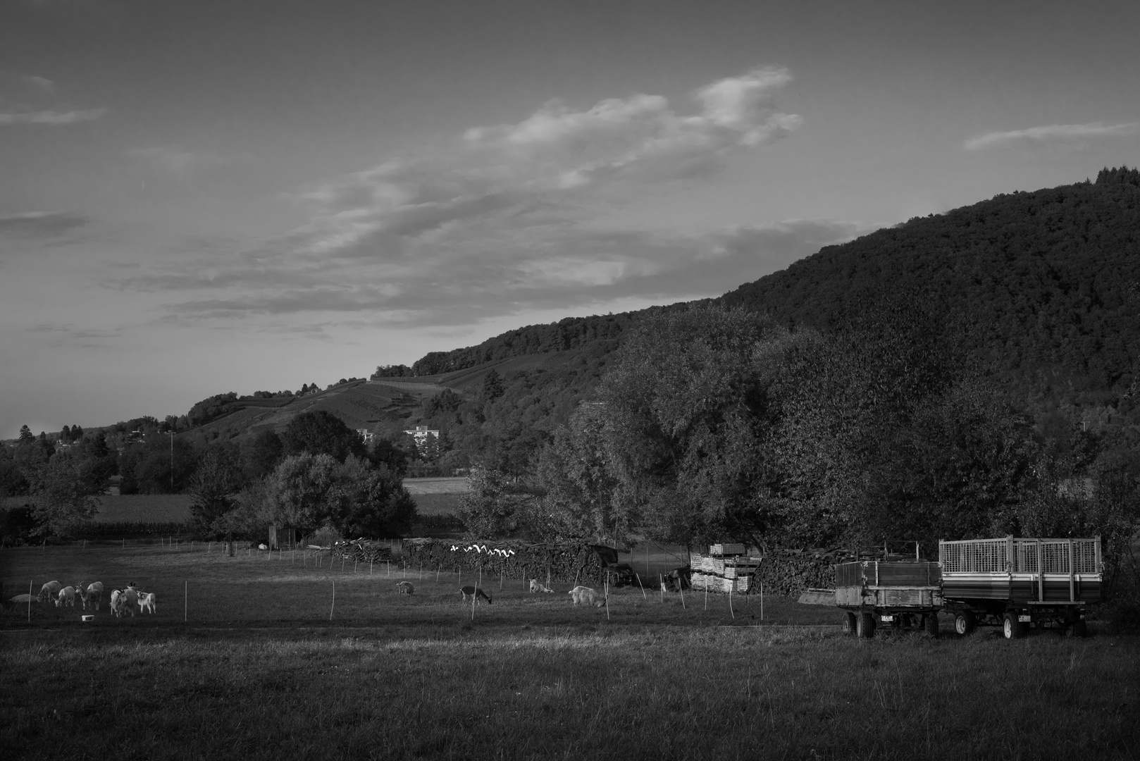 Ziegen vor dem Schwarzwald