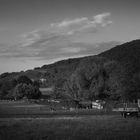 Ziegen vor dem Schwarzwald