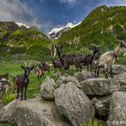Ziegenalp Goat Alp