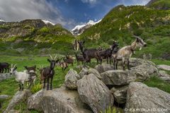 Ziegenalp Goat Alp