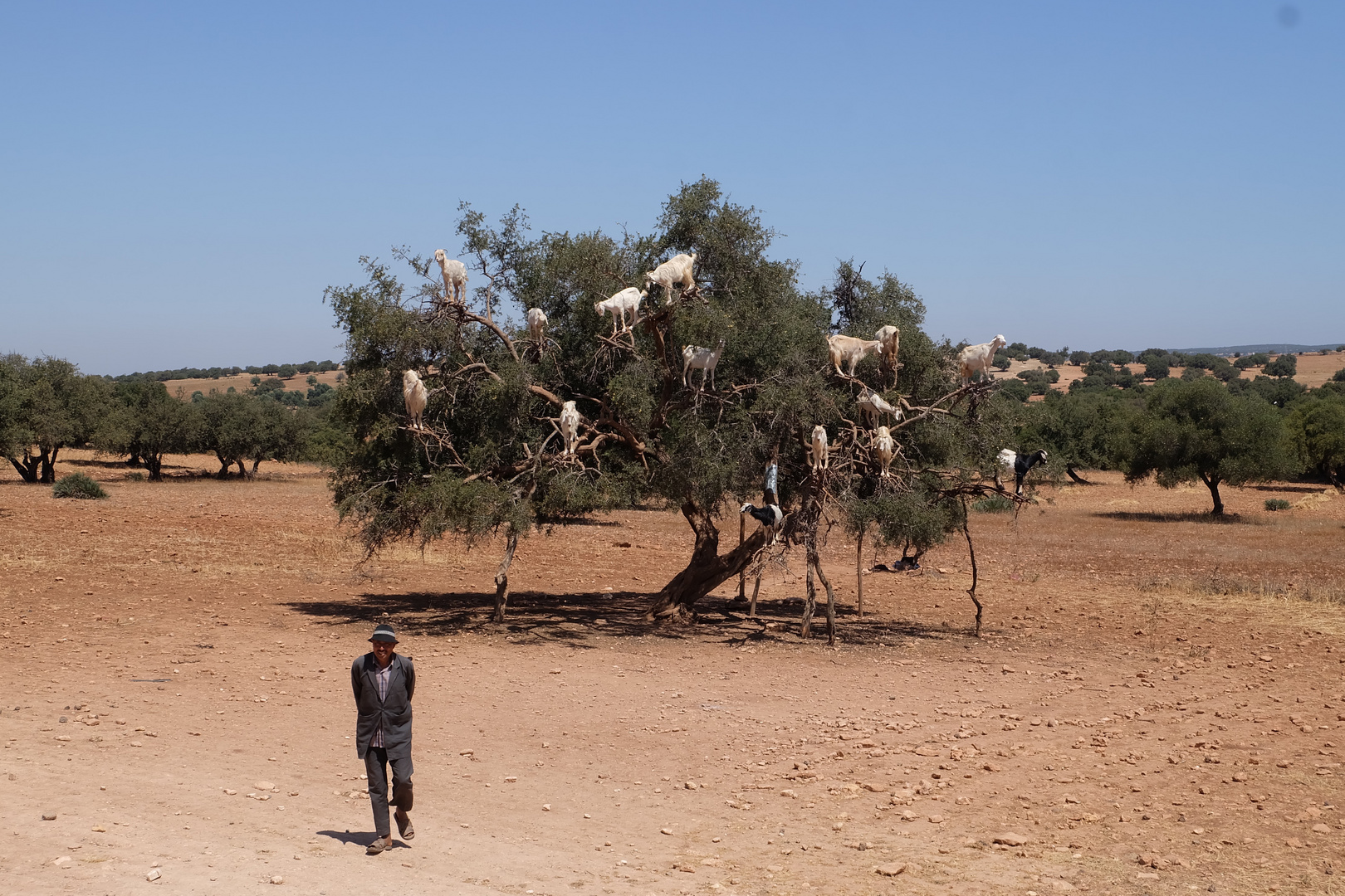 Ziegenbaum in Marokko