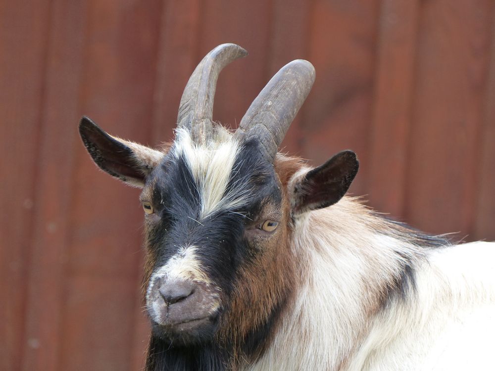  Ziegenbock Foto & Bild tiere, tierdetails, natur Bilder auf