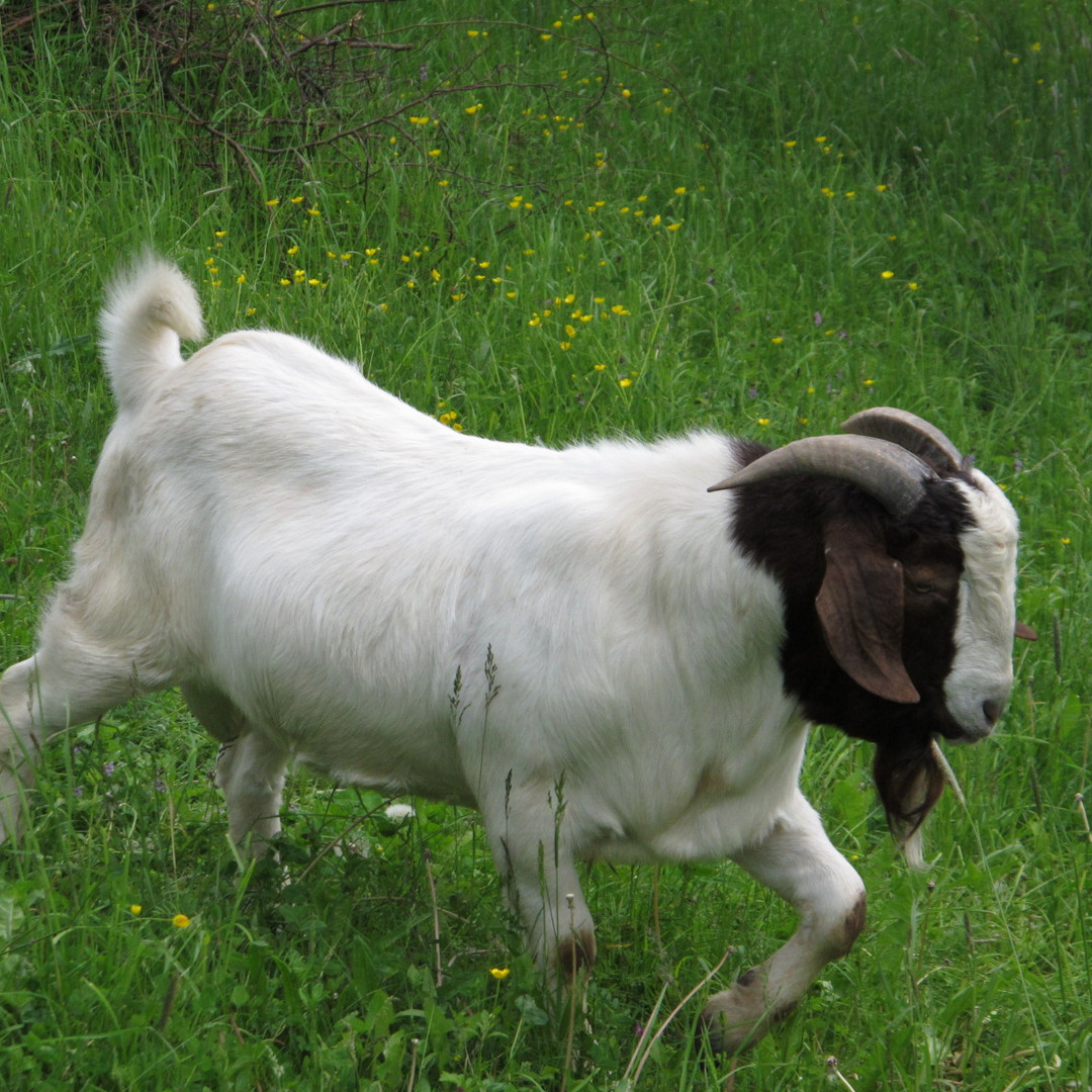 Ziegenbock Foto & Bild | tiere, tierdetails, archiv Bilder auf ...