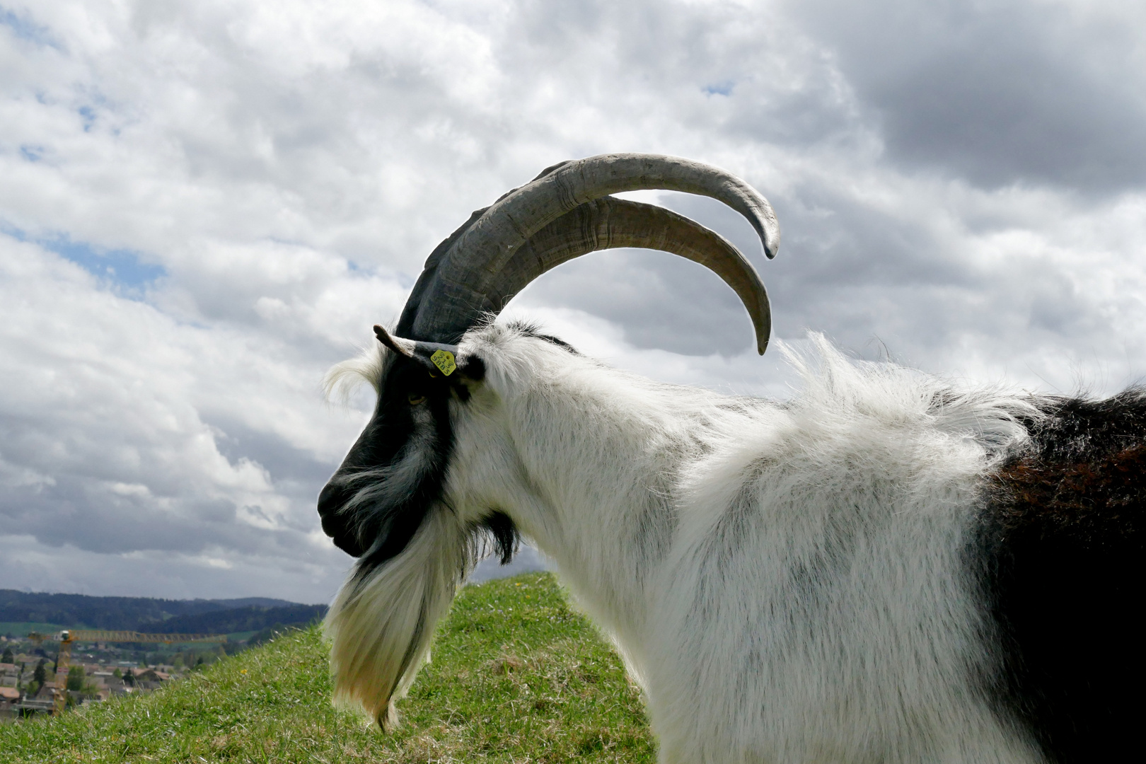 Ziegenbock 