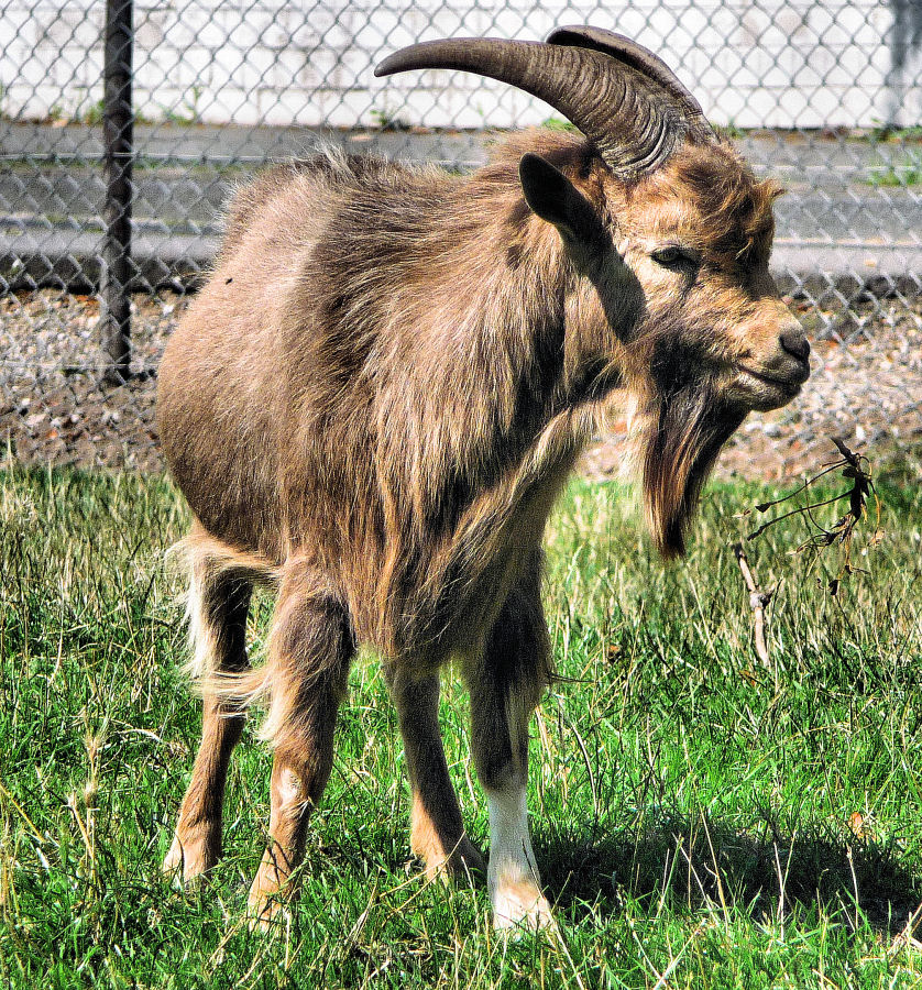 Ziegenbock