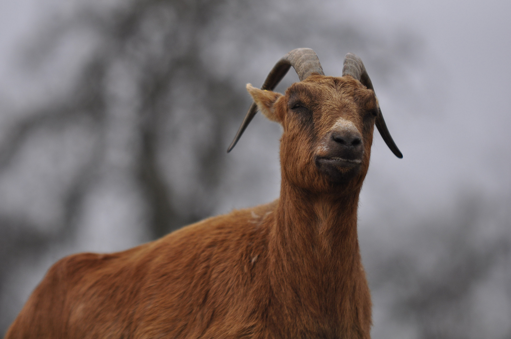 Ziegenbock