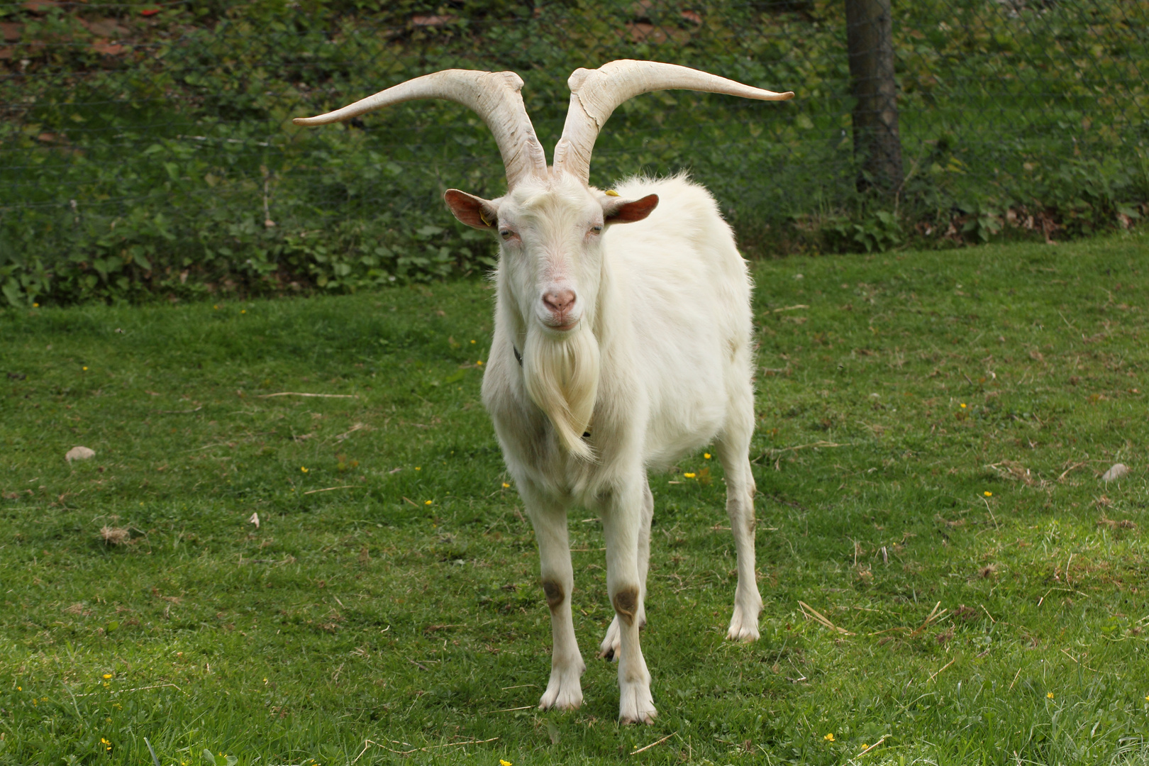 Ziegenbock Foto & Bild | tiere, ziegenbock, natur Bilder auf fotocommunity