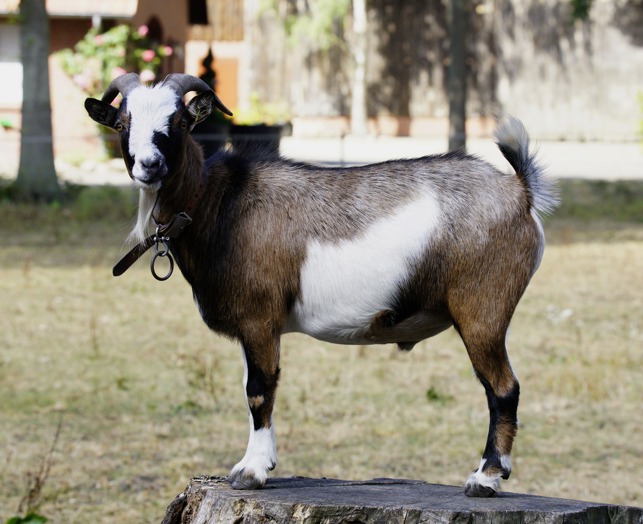 Ziegenbock.