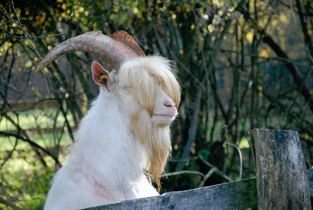 Ziegenbock Foto & Bild landschaft, garten & parklandschaften, baum