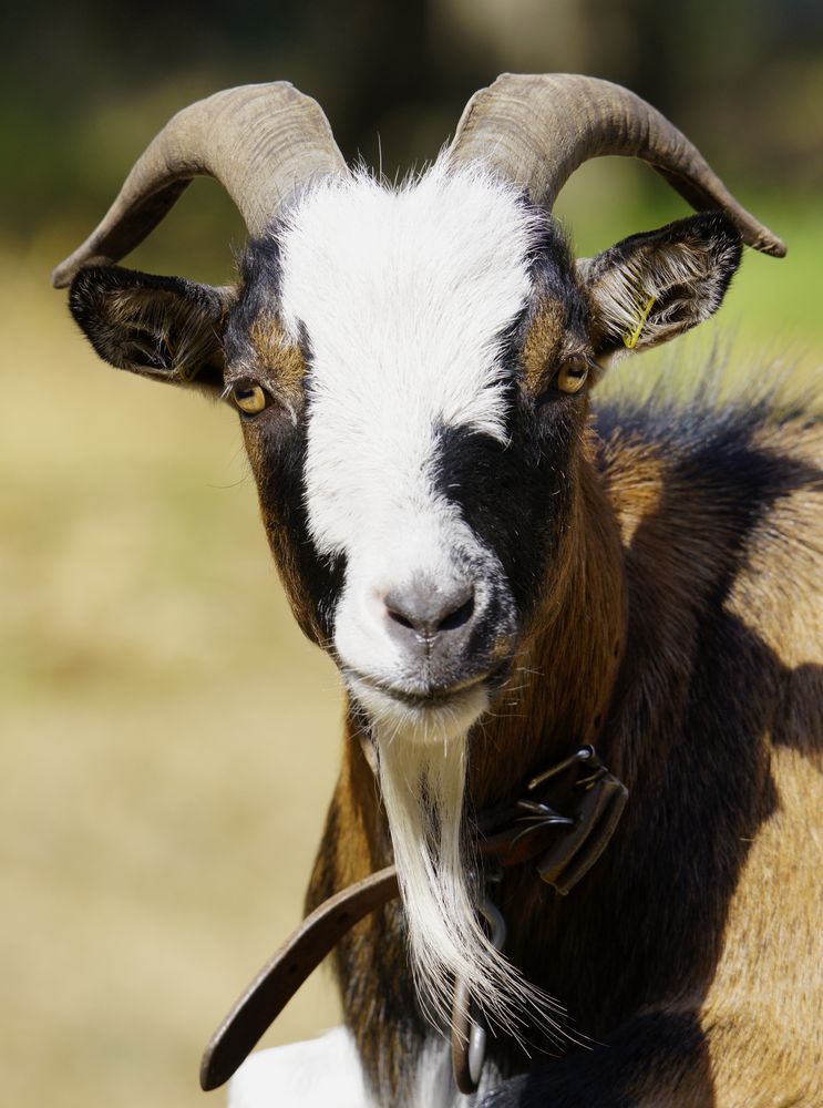 Ziegenbock. Foto & Bild | tiere, haustiere, nutztiere Bilder auf ...