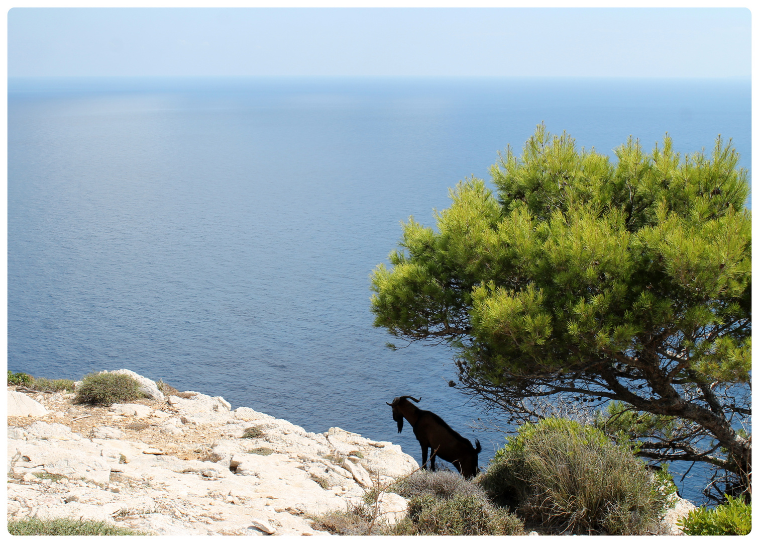 Ziegenbock am Cap de Formentor