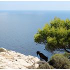 Ziegenbock am Cap de Formentor