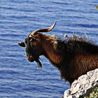 Ziegenbock am Meer