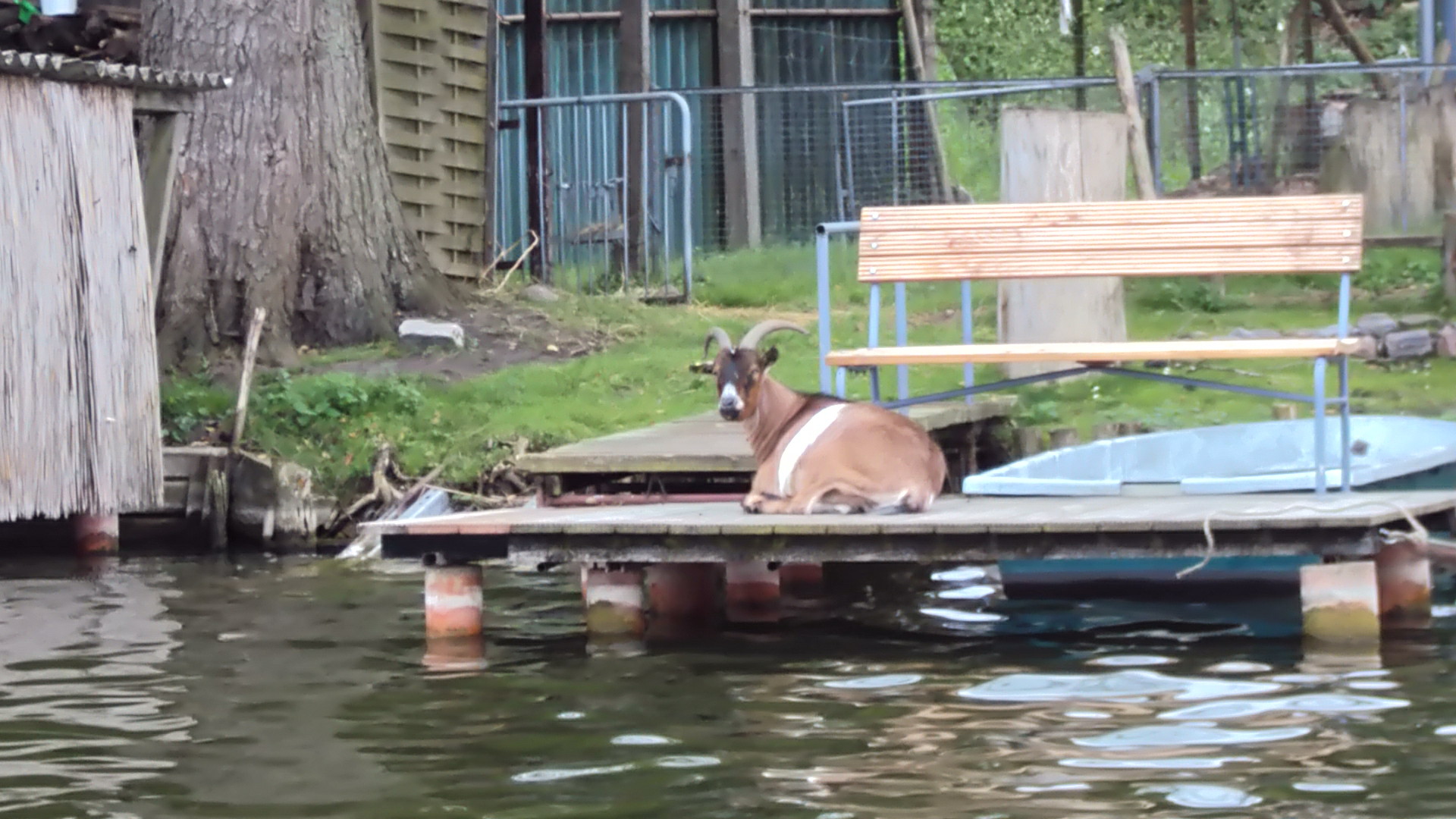 Ziegenbock am Wasser